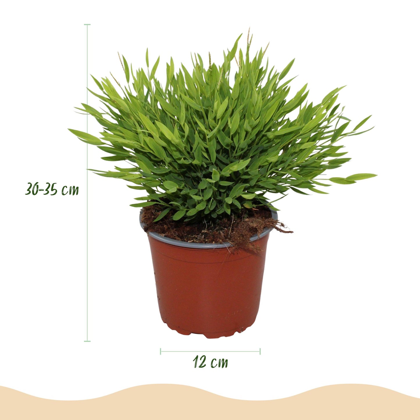Green boutiQ - Kamerplant - Bamusa Pogonatherum Monica - Bamboegras - Huisdiervriendelijke Plant - Groen - 4 Planten - met Potter Wit - Pot 12cm - Hoogte 20cm