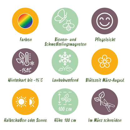 Green boutiQ - Borderpakket - Bijen en Vlinderlokkend - 24 Vaste planten - 3 m2 - Diversen kleuren - Weinig Onderhoud - Pot 11cm