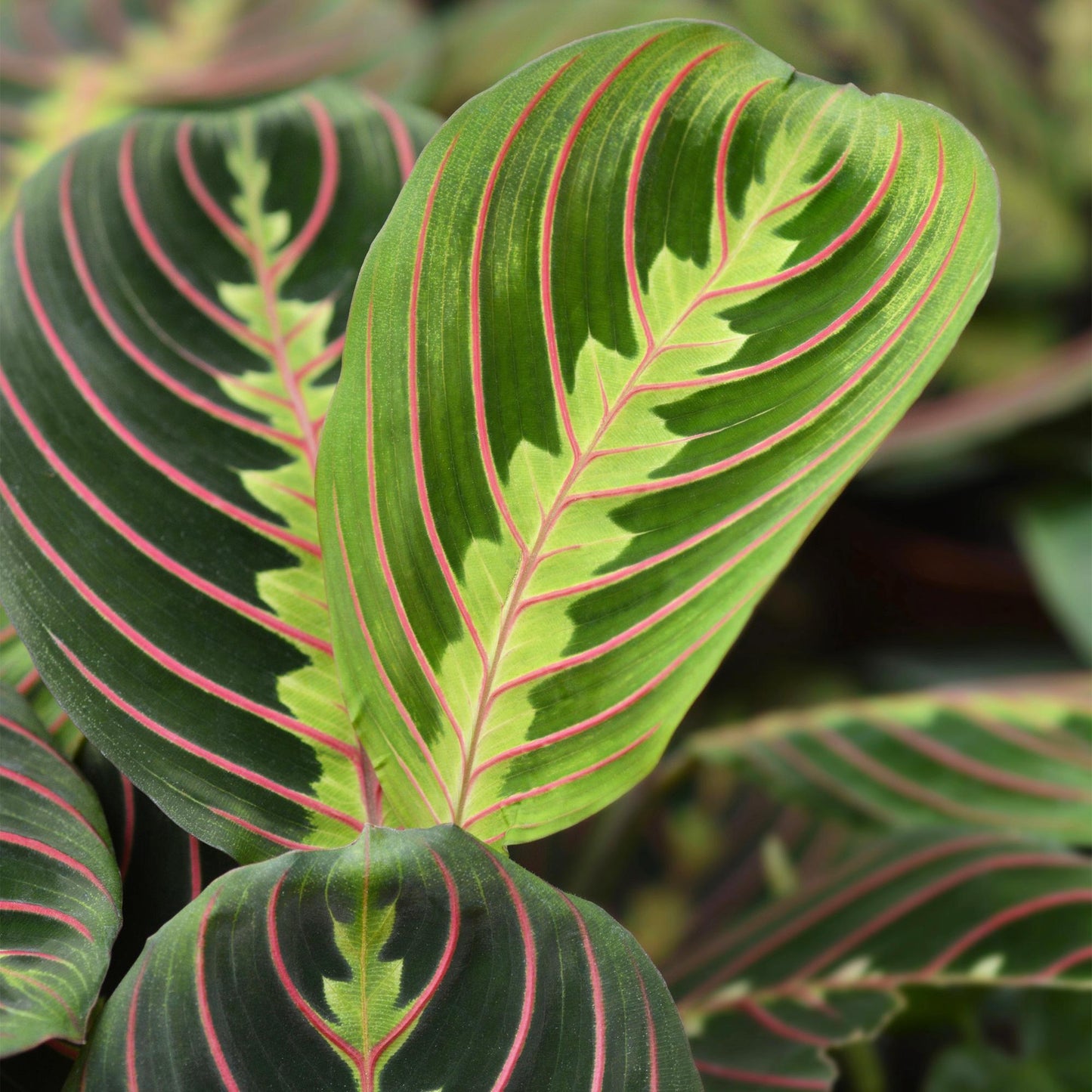Green boutiQ - Kamerplant - Maranta Fascinator Tricolour - Gebedsplant - Huisdiervriendelijke Plant - Groen - 2 Planten - met Mand - Pot 12cm - Hoogte 25cm