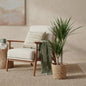 Dracaena Marginata - Drakenbloedboom - incl. mand - pot 21cm - hoogte 90-100cm
