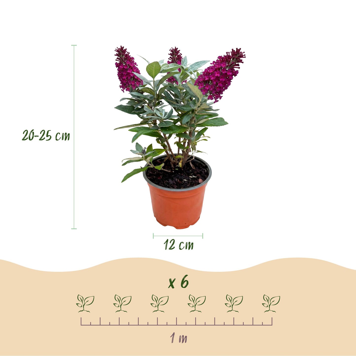Buddleja davidii 'Butterfly Candy Little Ruby' - Vlinderstruik - hoogte 20-25cm