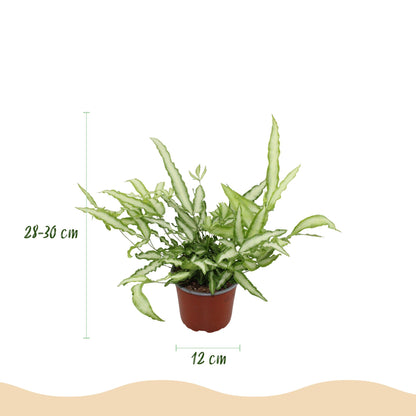 Green boutiQ - Kamerplant - Pteris cretica Albolineata - Lintvaren - Huisdiervriendelijke Plant - Groen - 2 Planten - met Mand - Pot 12cm - Hoogte 20cm