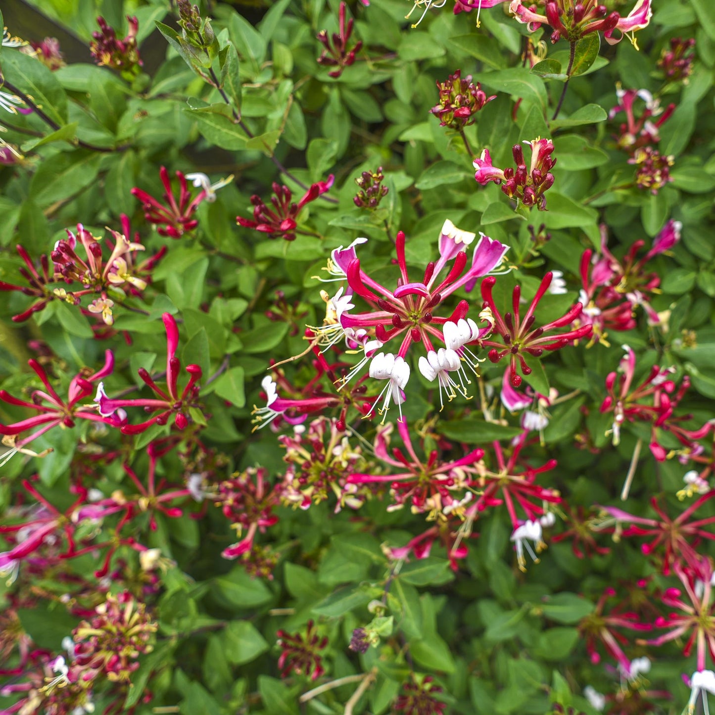 Lonicera periclymenum 'Serotina' - Kamperfolie