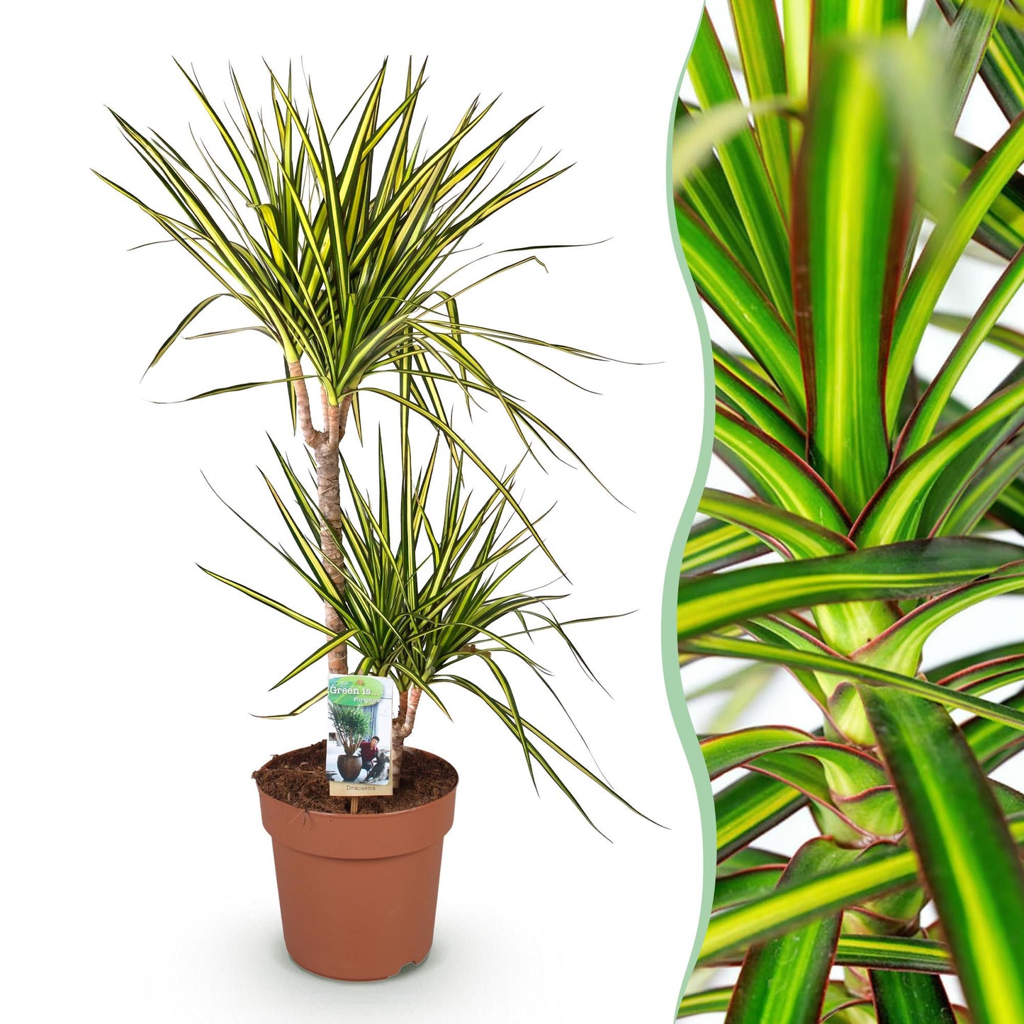 Dracaena Sunray - Drakenbloedboom - pot 21cm - hoogte 90-100cm