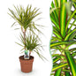 Dracaena Sunray - Drakenbloedboom - pot 21cm - hoogte 90-100cm