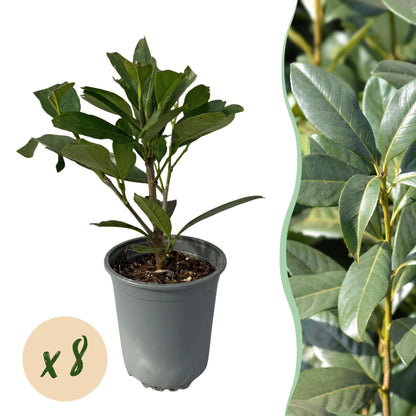 Prunus laurocerasus 'Caucasica' - Laurierkers - hoogte 30-35cm