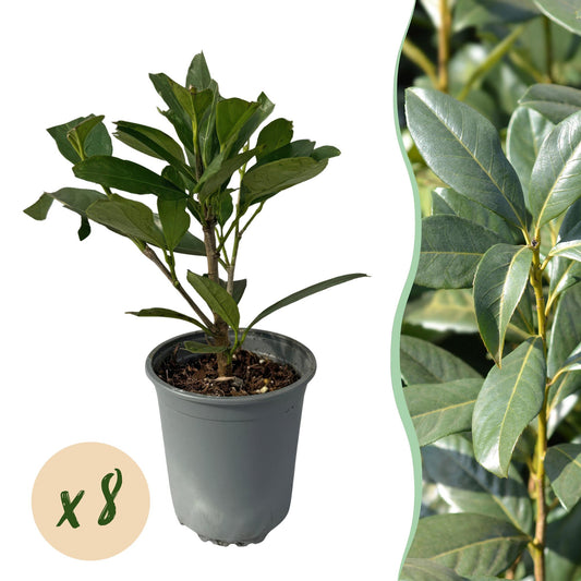 Prunus laurocerasus 'Caucasica' - Laurierkers - hoogte 30-35cm