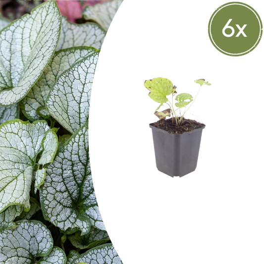 Brunnera macrophylla 'Jack frost'- Kaukasisch vergeet-mij-nietje