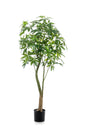 Kunstplant - Pachira Aquatica - Geldboom - 180 cm