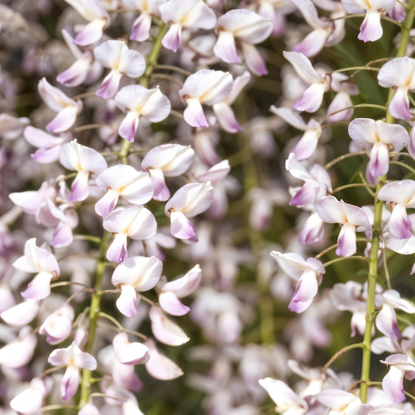 Wisteria floribunda 'Rosea' - Blauwe Regen