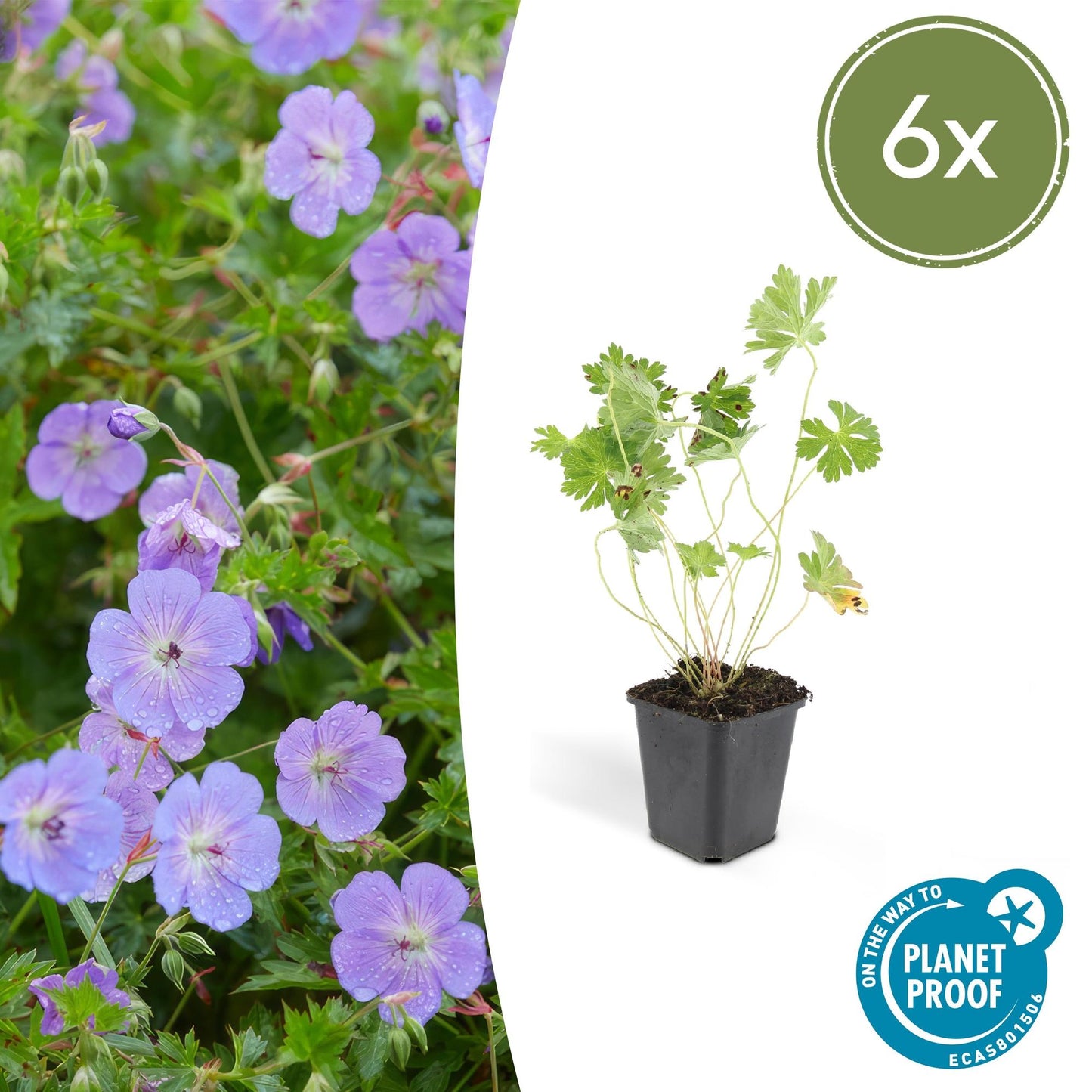 Geranium 'Rozanne' - Ooievaarsbek