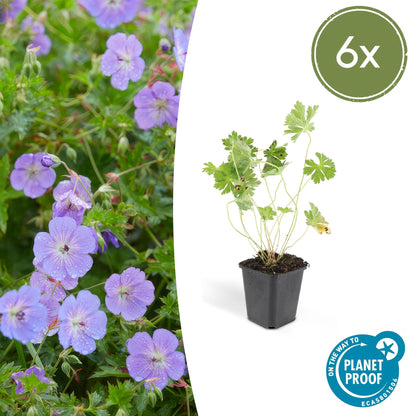 Geranium 'Rozanne' - Ooievaarsbek