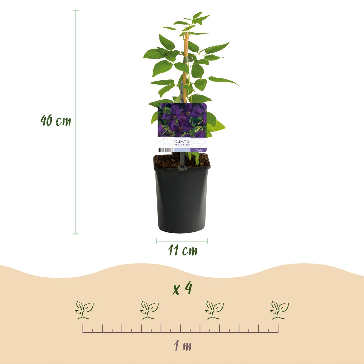 Clematis viticella 'Polish Spirit' - Clematis - Pot 11cm - Hoogte 40cm