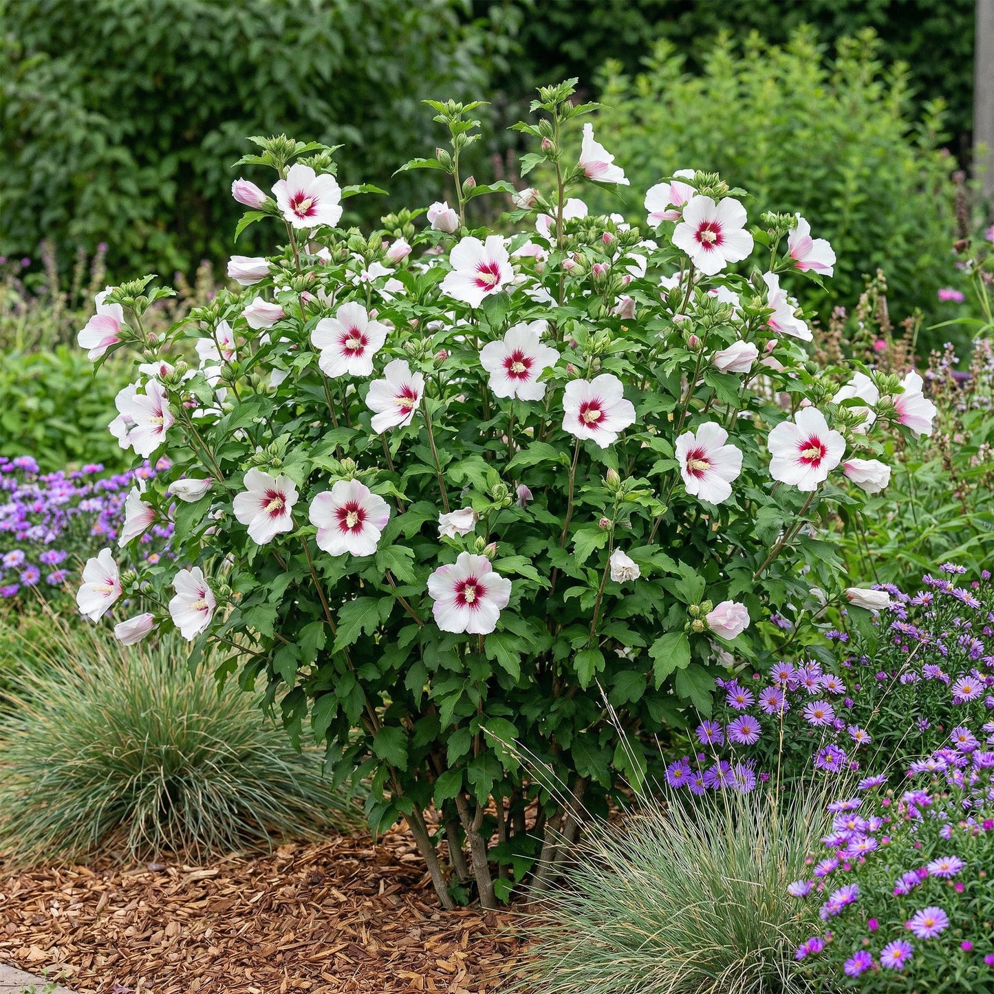 Hibiscus syriacus 'Hamabo' - Altheastruik - hoogte 45cm
