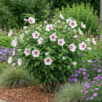 Hibiscus syriacus 'Hamabo' - Altheastruik - hoogte 45cm
