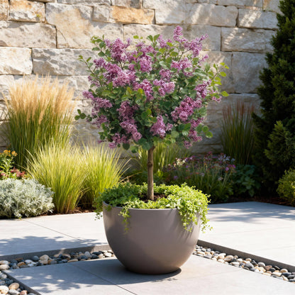 Syringa meyeri 'Palibin' op stam - Gewone sering - hoogte 90cm