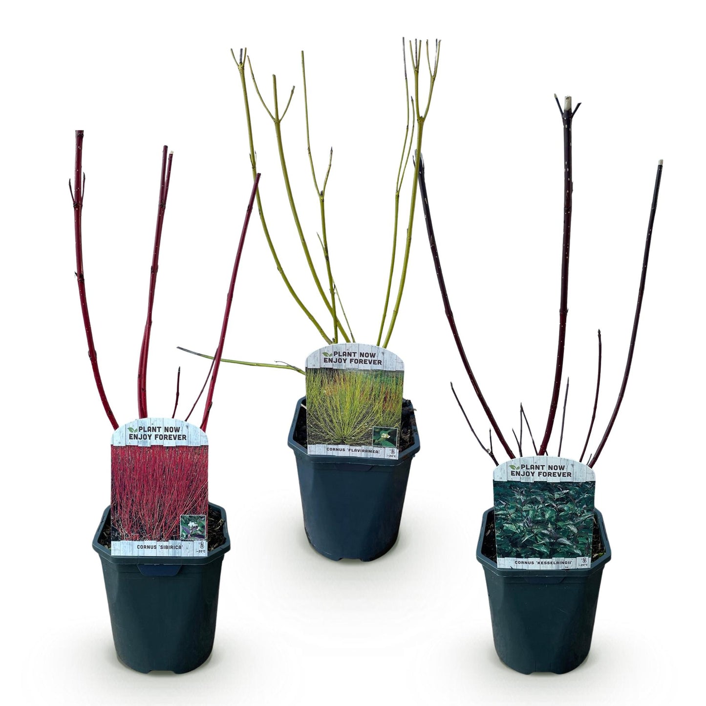 Green boutiQ - Heesters - Cornus alba Tricolour - Mix van Rode, Groene En Paarse Takken - 3 Planten - Bladverliezend - Weinig Onderhoud - Pot 17cm Hoogte 45cm