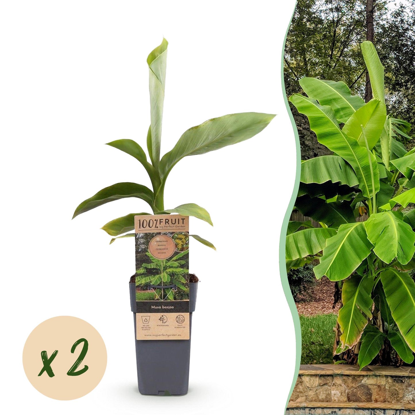 Musa 'Basjoo' - winterharde Bananenboom - 2 planten - Pot 15cm - Hoogte 50cm