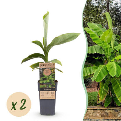 Musa 'Basjoo' - winterharde Bananenboom - 2 planten - Pot 15cm - Hoogte 50cm