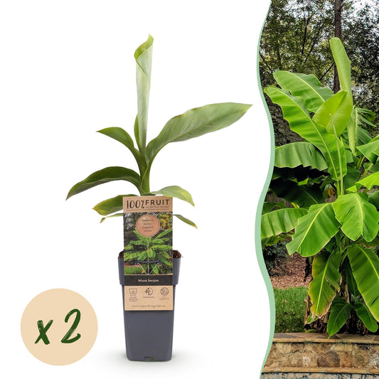 Musa 'Basjoo' - winterharde Bananenboom - 2 planten - Pot 15cm - Hoogte 50cm