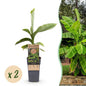 Musa 'Basjoo' - winterharde Bananenboom - 2 planten - Pot 15cm - Hoogte 50cm