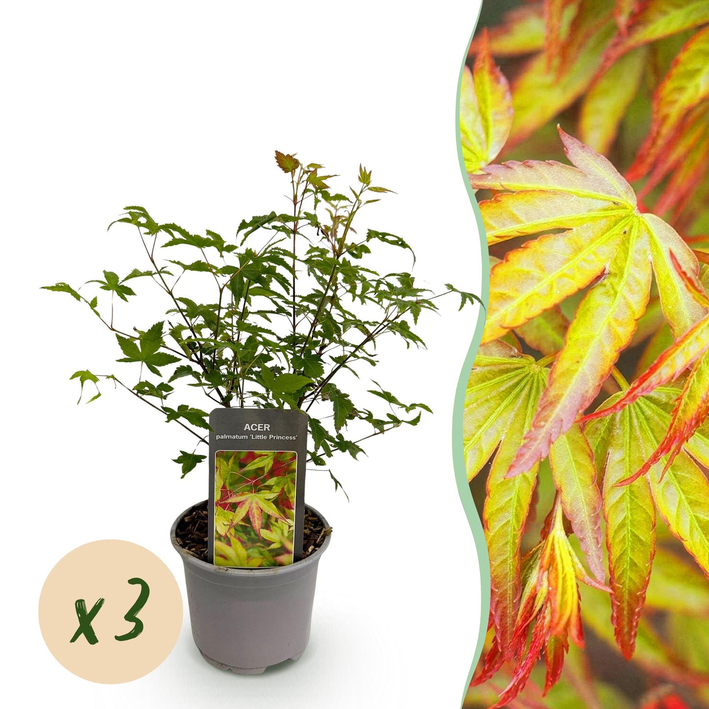 Green boutiQ - Tuinplant - Acer palmatum Little Princess - Groen - 3 Planten - Bladverliezend - Weinig Onderhoud - Pot 12cm Hoogte 35cm
