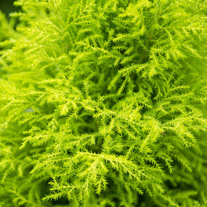 Green BoutiQ - Green is... Kamerplanten - Cupressus Gold Crest Wilma - Kamer conifeer - Weinig onderhoud - met mand - Groen - 1 Plant - Pot 21cm - Hoogte 85-95cm