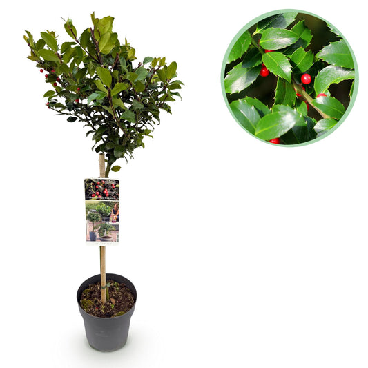 Ilex meserveae 'Blue Maid' op stam - Hulst - hoogte 90cm