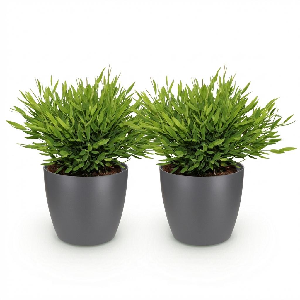 Green boutiQ - Kamerplant - Bamusa Pogonatherum Monica - Bamboegras - Huisdiervriendelijke Plant - Groen - 2 Planten - met Potter Grijs - Pot 12cm - Hoogte 20cm