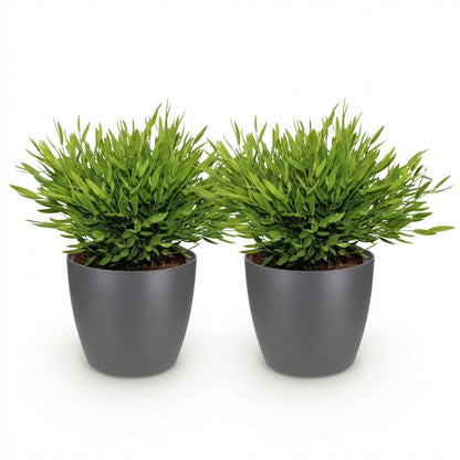 Green boutiQ - Kamerplant - Bamusa Pogonatherum Monica - Bamboegras - Huisdiervriendelijke Plant - Groen - 2 Planten - met Potter Grijs - Pot 12cm - Hoogte 20cm