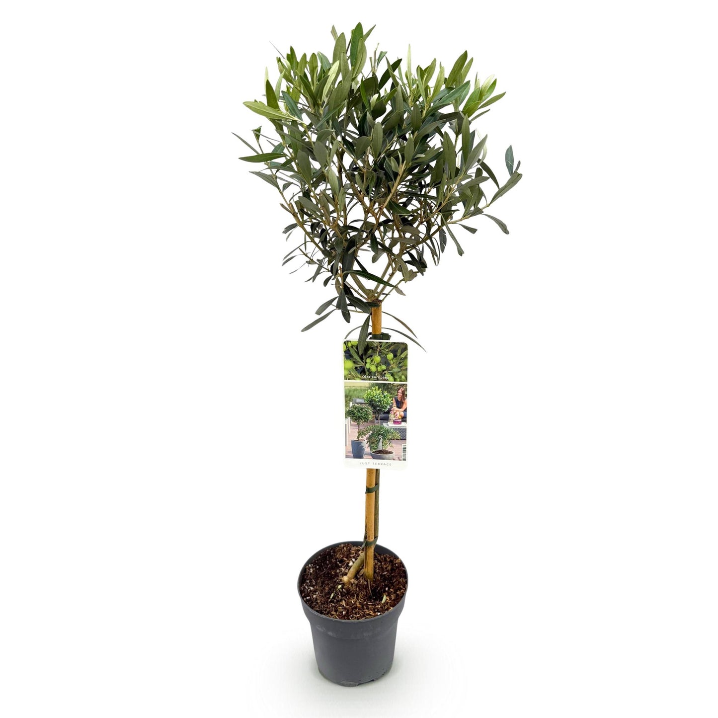 Olea Europaea op stam - Olijf - hoogte 90cm