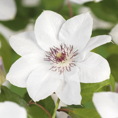 Clematis 'Miss Bateman' - Clematis - 2 planten - Pot 11cm - Hoogte 40cm