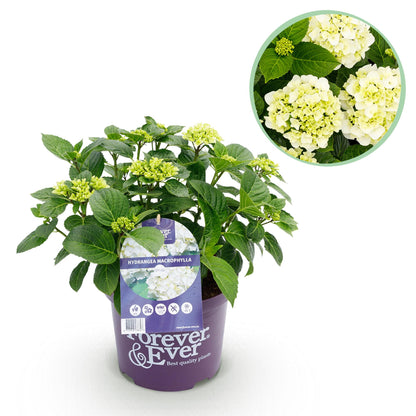 Hydrangea 'Forever & Ever White' - Witte Hortensia - 7-12 bloemen - hoogte 55cm