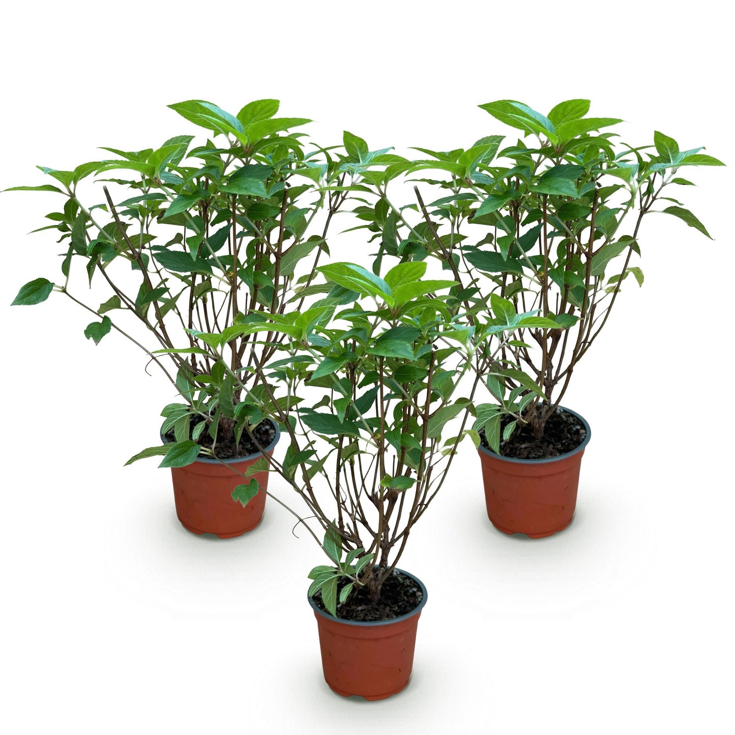 Hydrangea panniculata 'Limelight' - Pluimhortensia - Winterhard - Lime Groen - 3 Planten - Pot 12cm - Hoogte Hoogte 20-30cm