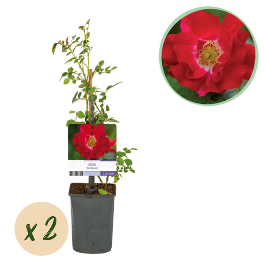 Rosa 'Red Queen' - Klimroos