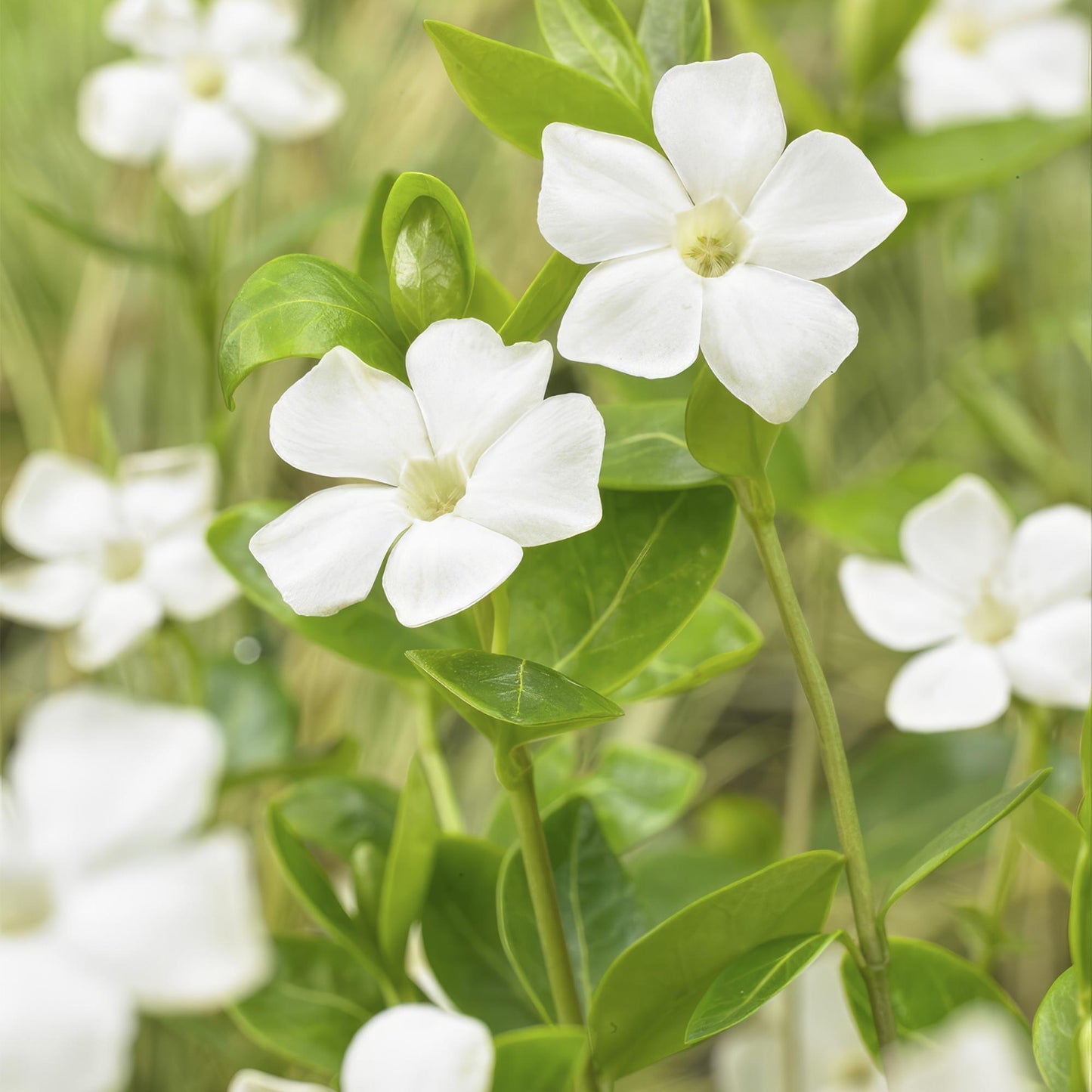 Vinca minor 'Alba' - kleinbladige Maagdenpalm
