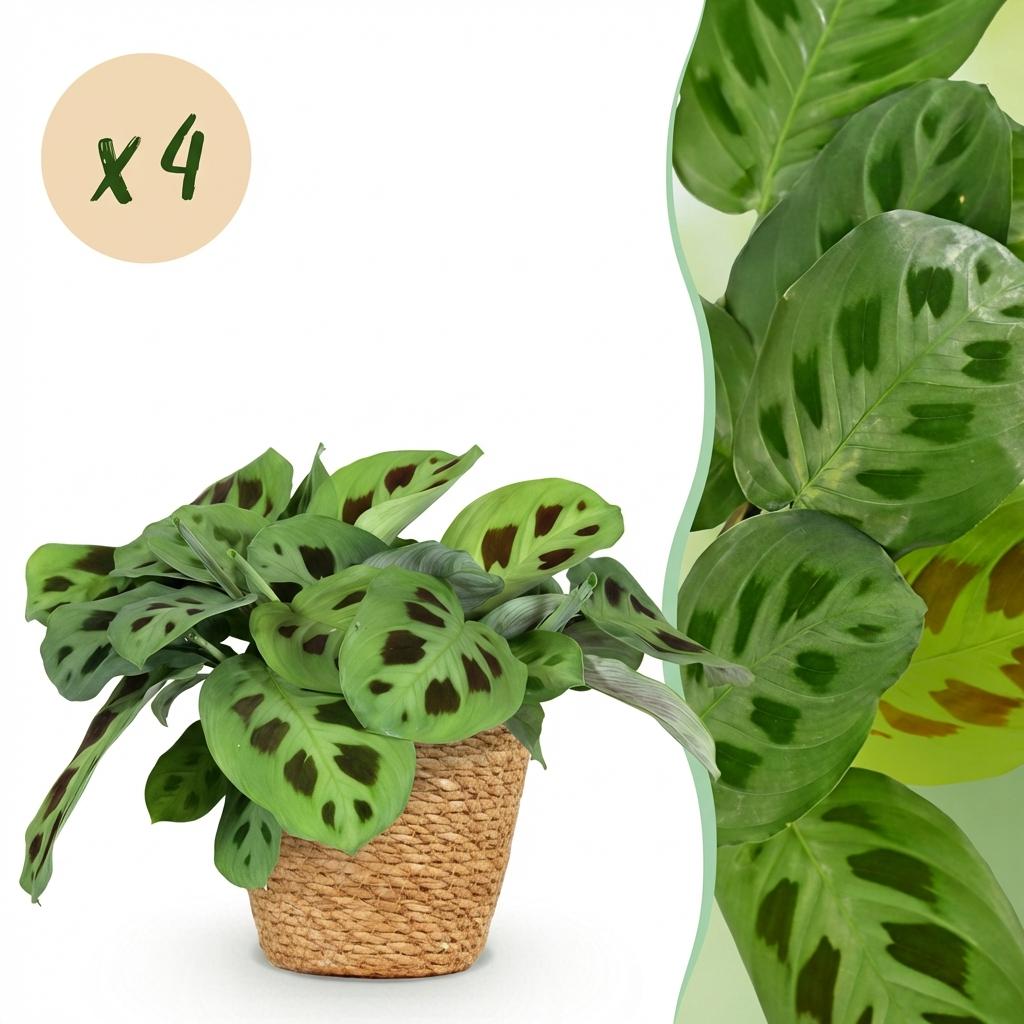 Green boutiQ - Kamerplant - Maranta Fascinator Kerchoveana - Zebraplant - Huisdiervriendelijke Plant - Groen - 4 Planten - met Mand - Pot 12cm - Hoogte 25cm