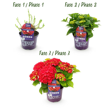 Hydrangea 'Forever & Ever Red' - Rode Hortensia - 7-12 bloemen - hoogte 55cm