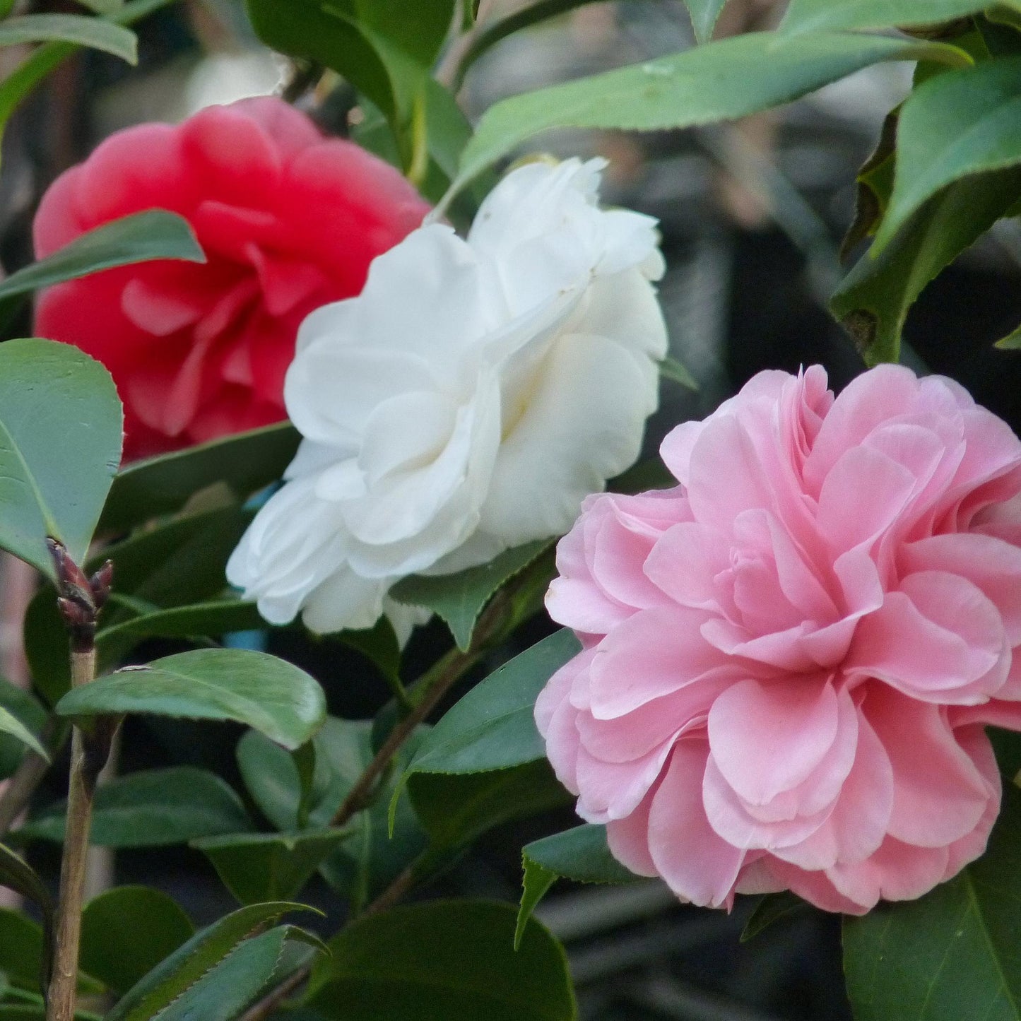 Camelia japonica 'Tricolour' - Camelia - hoogte 30cm