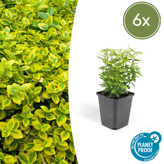 Euonymus fort. 'Emerald 'n Gold’ - Kardinaalshoed