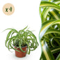 Green boutiQ - Kamerplant - Chlorophytum comosum Bonnie - Krullende Graslelie - Huisdiervriendelijk - Bont - 4 Planten - Pot 12cm - Hoogte 20-25cm