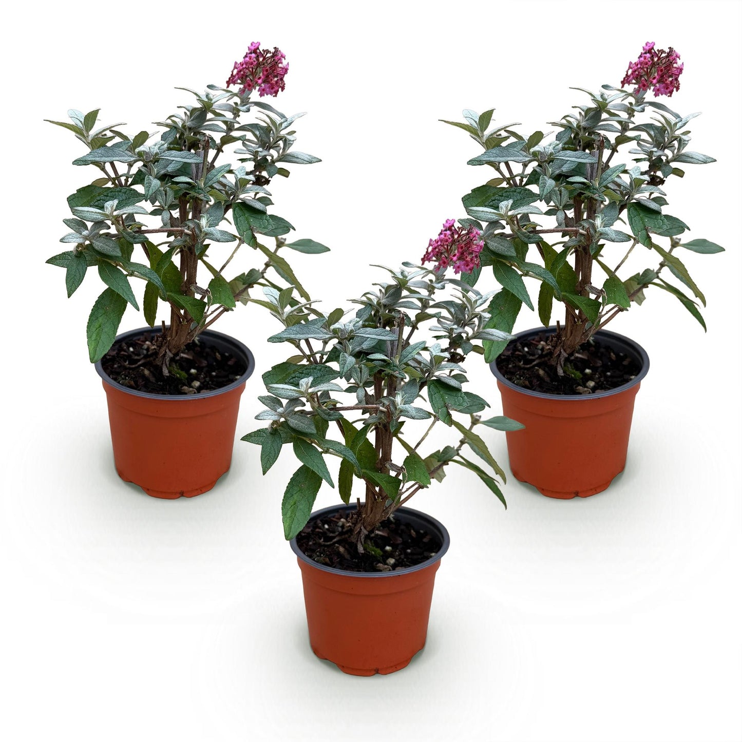 Green boutiQ - Tuinplant - Buddleja davidii Butterfly Candy Little Ruby - Vlinderstruik - Compact - Rood - 3 Planten - Pot 12cm - Hoogte 20-25cm