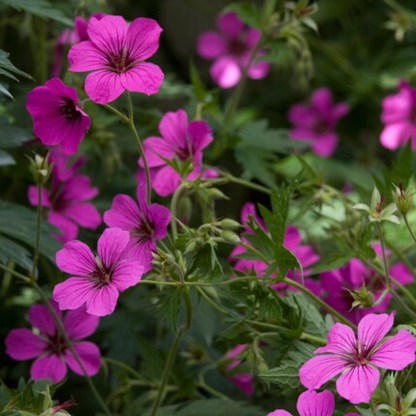 Geranium sanguineum 'Max Frei' - Bloedooievaarsbek