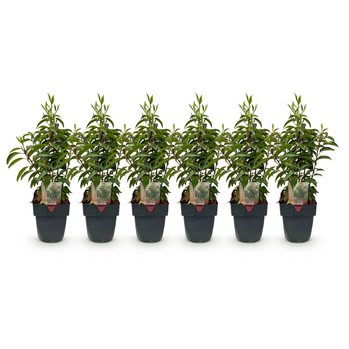 Prunus lusitanica 'Angustifolia' - Laurierkers - hoogte 50cm