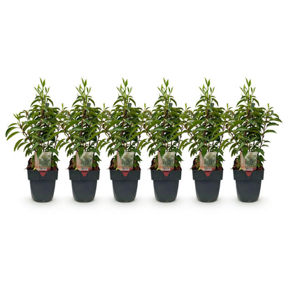Prunus lusitanica 'Angustifolia' - Laurierkers - hoogte 50cm