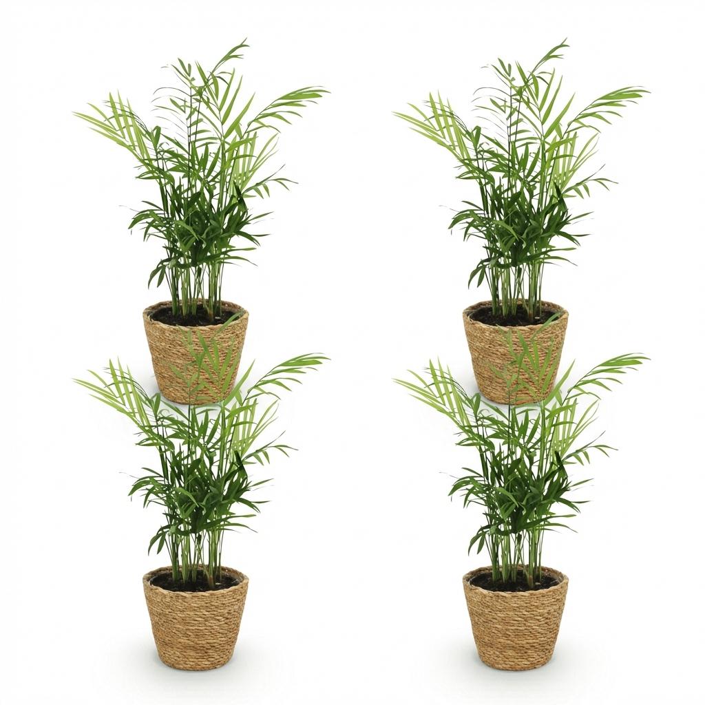 Green boutiQ - Kamerplant - Chamaedorea elegans - Goudpalm - Huisdiervriendelijke Plant - Groen - 4 Planten - met Mand - Pot 12cm - Hoogte 15cm