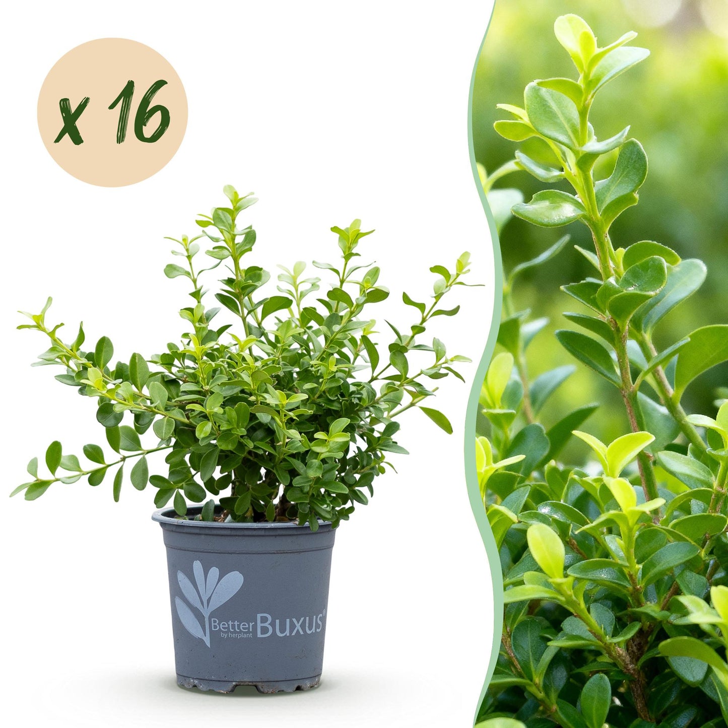 Green boutiQ - Buxus Haag - BetterBuxus Babylon Beauty - Resistant tegen de Buxus schimmel - 16 planten - 2 strekkende meter - pot 9cm hoogte 20-25