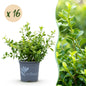 Green boutiQ - Buxus Haag - BetterBuxus Babylon Beauty - Resistant tegen de Buxus schimmel - 16 planten - 2 strekkende meter - pot 9cm hoogte 20-25