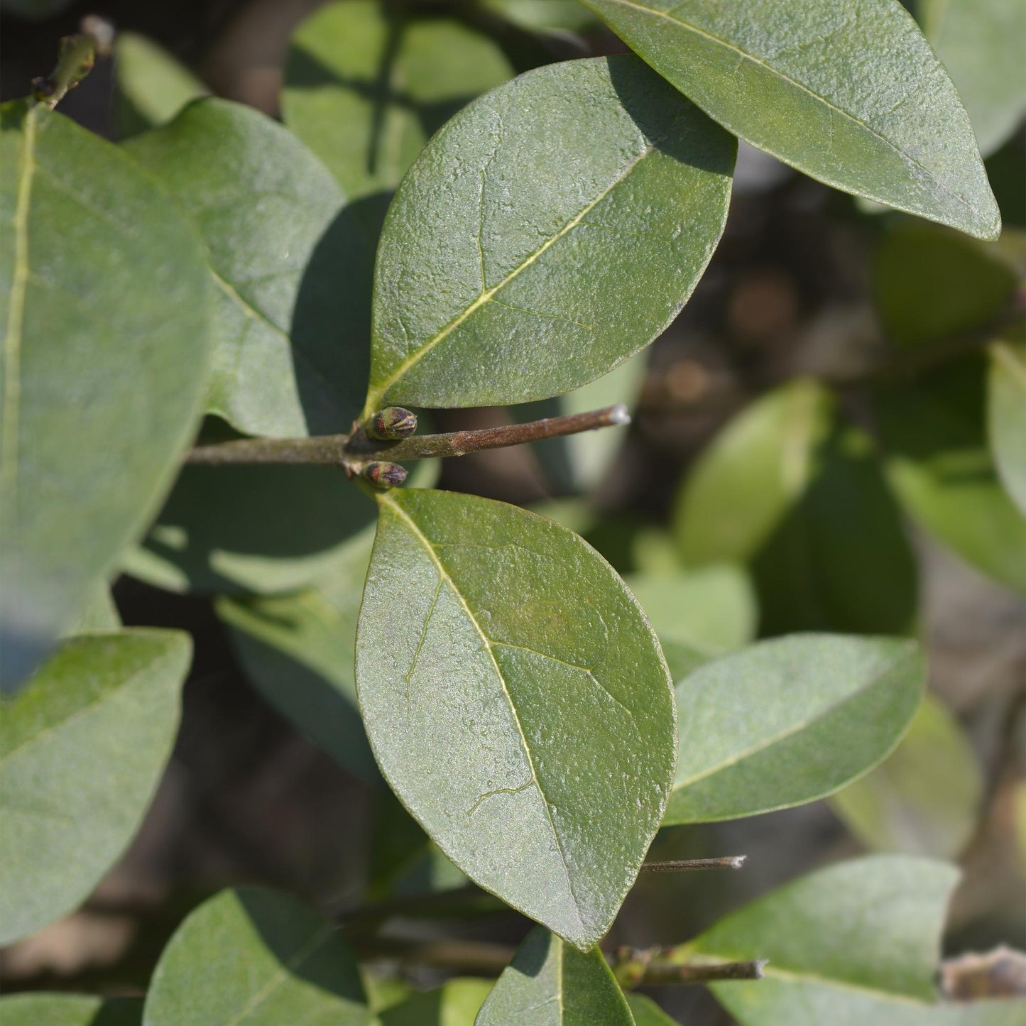 Ligustrum ovalifolium - Liguster - hoogte 35-40cm