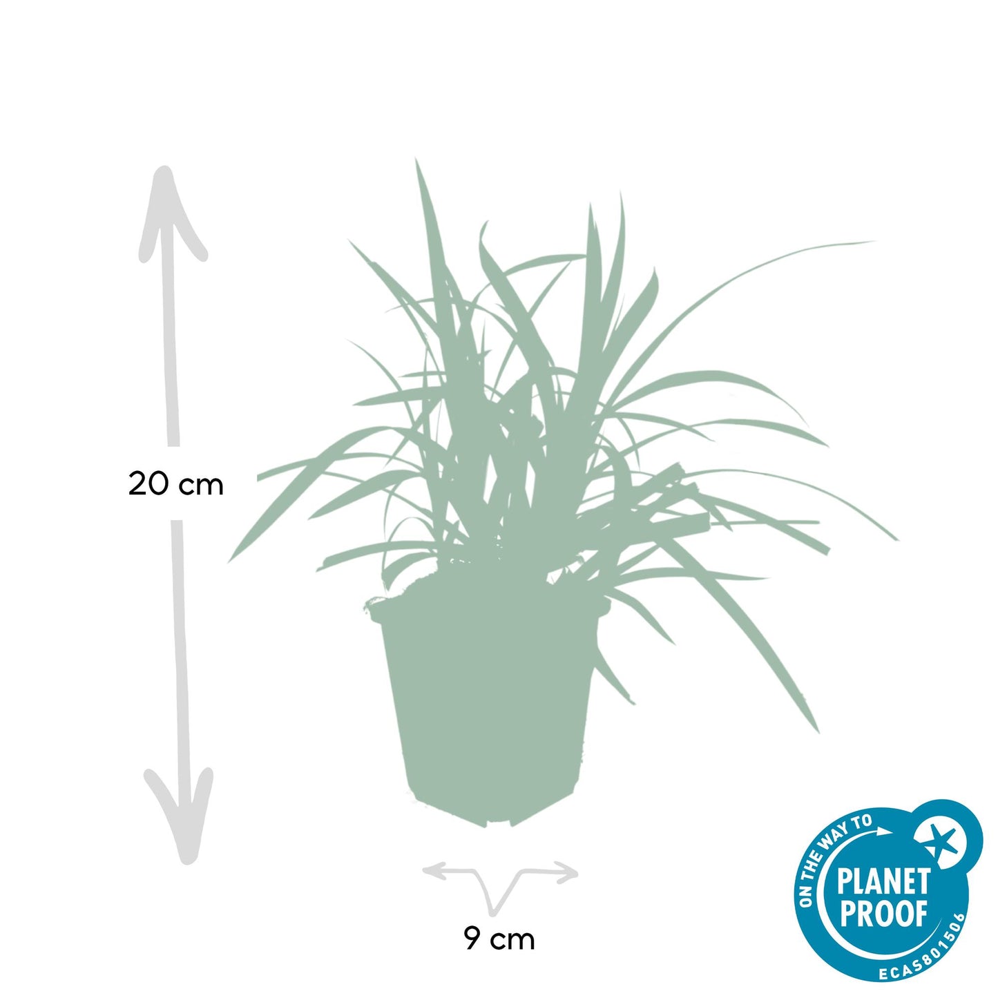 Carex morrowi 'Irish Green' - Japanse Zegge